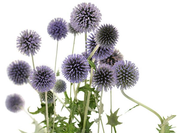 Echinops kā daļa no Hondro Sol Valgus koka